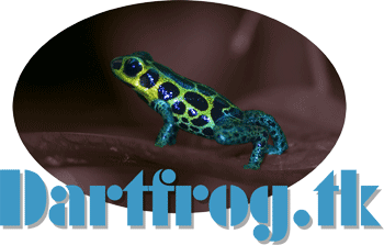 www.dartfrog.tk
