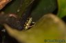 Oophaga vicentei "brown" (not Oophaga arborea) - Copyright &copy; Dennis Nilsson