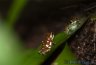 Oophaga vicentei "brown" (not Oophaga arborea) - Copyright &copy; Dennis Nilsson