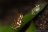 Oophaga vicentei "brown" (not Oophaga arborea) - Copyright &copy; Dennis Nilsson