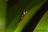 Oophaga vicentei "brown" (not Oophaga arborea) - Copyright &copy; Dennis Nilsson