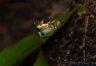 Oophaga vicentei "brown" (not Oophaga arborea) - Copyright &copy; Dennis Nilsson