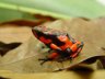 Oophaga histrionica