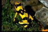 Oophaga lehmanni - Copyright © Reto Siegenthaler