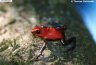 Oophaga pumilio