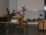 Workshop - Vivarium plants 