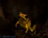 Phyllobates bicolor