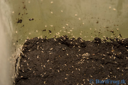 bugs water tray springtail help little plant