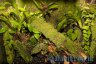 Mysteriosus vivarium - Copyright &copy; Dennis Nilsson