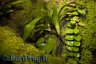Mysteriosus vivarium 'details' - Copyright &copy; Dennis Nilsson